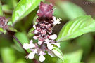 シナモンバジル（真っ白い花は徐々に茶褐色に変わる）