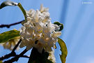 ジンチョウゲ（シロバナジンチョウゲ、優しい乳白色の花を咲かせる品種）