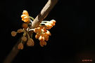 キンモクセイ（小さな橙黄色の花が陽光に輝く）