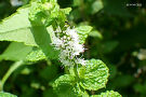 ペパーミント（白い穂状花序がきれいな緑色の葉に映える）