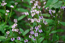 ブルーバーベイン（薄い紫色の花）