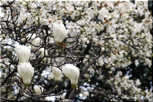 暖かいミルクのイメージがある春の木の花　ハクモクレン