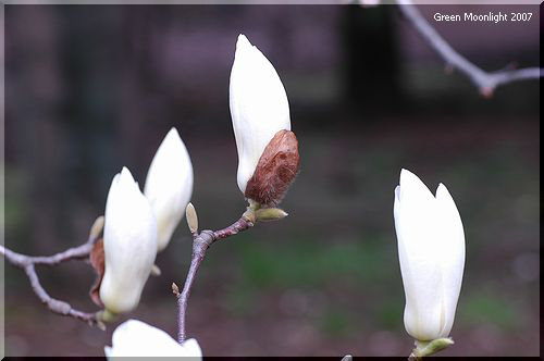 暖かいミルクのイメージがある春の木の花　ハクモクレン