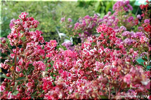 多彩で花期が長い 丈夫な夏の定番 サルスベリ(百日紅)