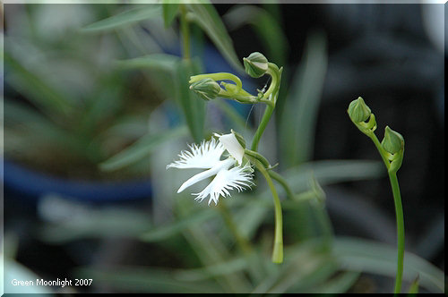 自然が生んだ奇跡 舞う白鷺の花弁を持つサギソウ(鷺草)