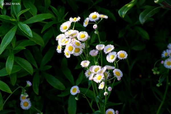 ハルジオン（春紫苑、キク科）