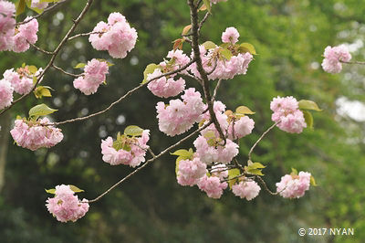 フクロクジュ[桜]（福禄寿、バラ科）