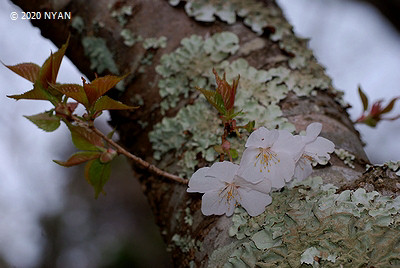 フユザクラ[桜]（冬桜、バラ科）