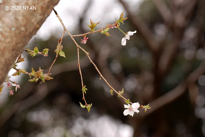 フユザクラ[桜]（冬桜、バラ科）