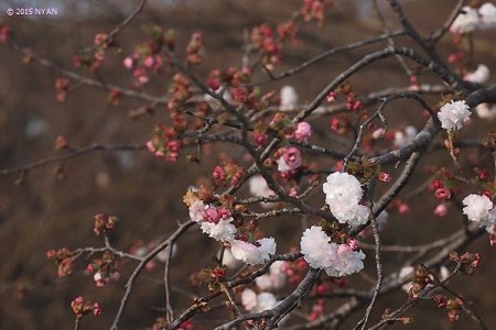 ヒナギクザクラ[桜]（雛菊桜、バラ科）