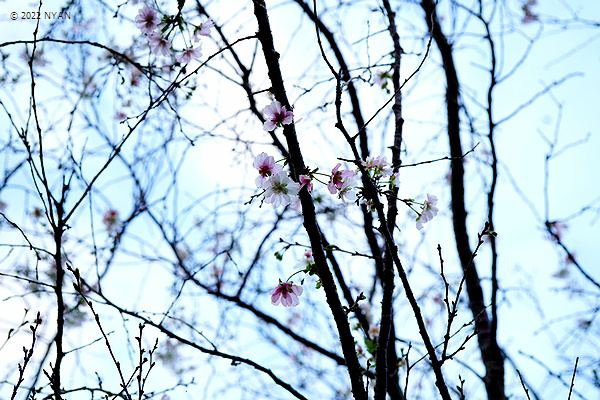 ジュウガツザクラ[桜]（十月桜）（バラ科）