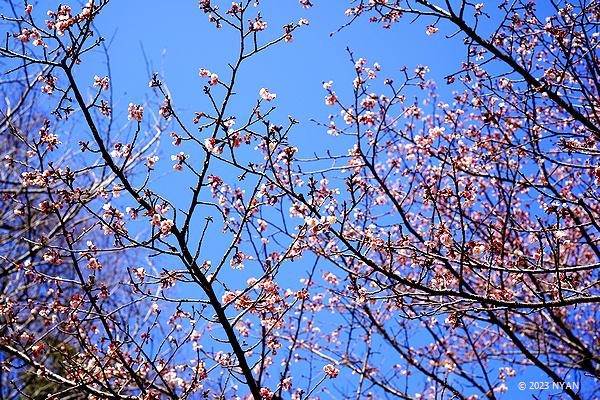 カンザクラ[桜]（寒桜、バラ科）