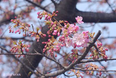 カワヅザクラ（河津桜、バラ科）