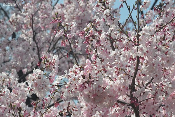 タカトオコヒガンザクラ[桜]（高遠小彼岸桜）（バラ科）