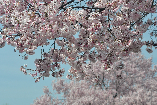 タカトオコヒガンザクラ[桜]（高遠小彼岸桜、バラ科）