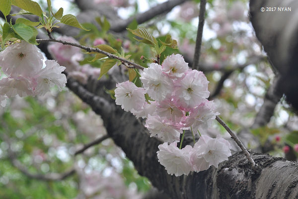 ショウゲツ[桜]（松月、バラ科）
