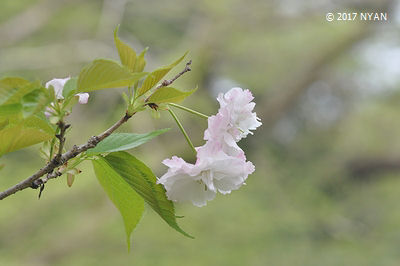 ショウゲツ[桜]（松月）（バラ科）