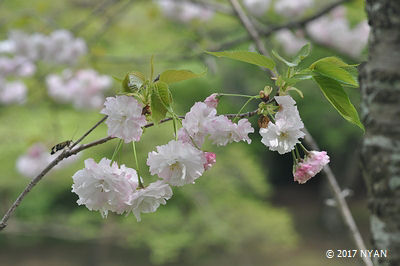 ショウゲツ[桜]（松月、バラ科）