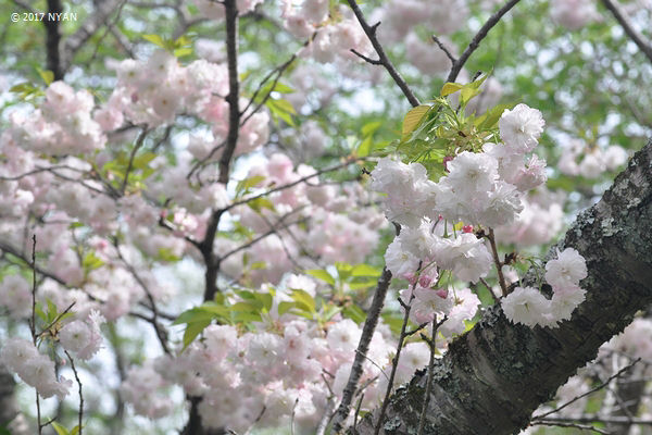 ショウゲツ[桜]（松月）（バラ科）