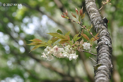 ウコン[桜]（鬱金、バラ科）