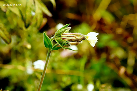 シロバナマンテマ（白花マンテマ、ナデシコ科）