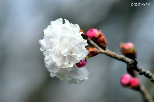 ヒナギクザクラ（雛菊桜）