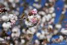 ヒナギクザクラ（雛菊桜、バラ科）