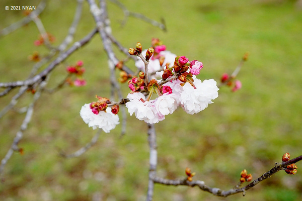 ヒナギクザクラ（[桜] 雛菊桜、バラ科）