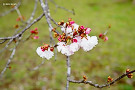 ヒナギクザクラ（[桜] 雛菊桜、バラ科）