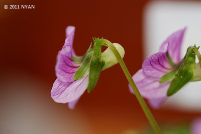 Viola sp. {Akabana}