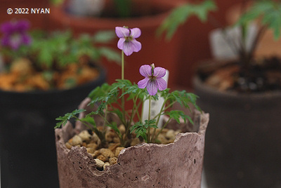 Viola sp. {Akabana}