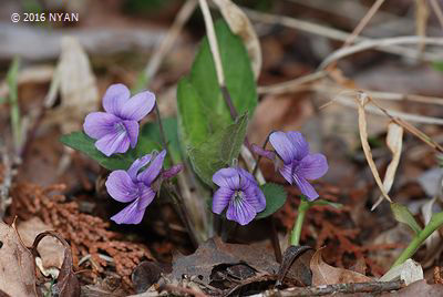 Viola phalacrocarpa
