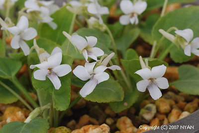 Viola phalacrocarpa f. chionantha