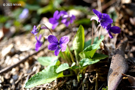 Viola phalacrocarpa f. glaberrima