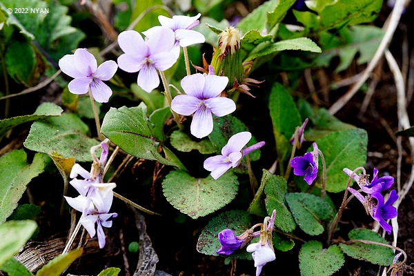 Viola phalacrocarpa f. pallescens