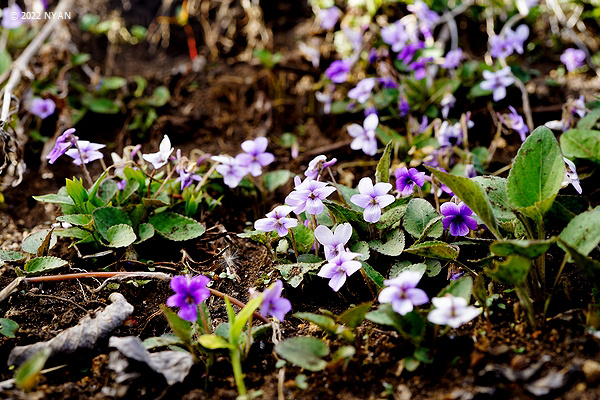 Viola phalacrocarpa f. pallescens