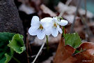 シロバナアケボノスミレ