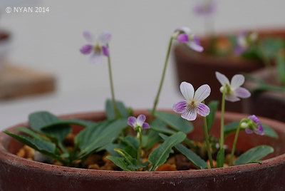 Viola betonicifolia var. albescens