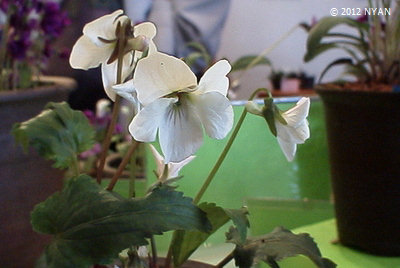 V. eizanensis var. simplicifolia