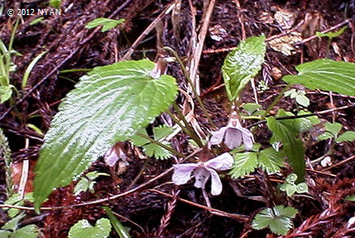 Viola eizanensis f. leucantha