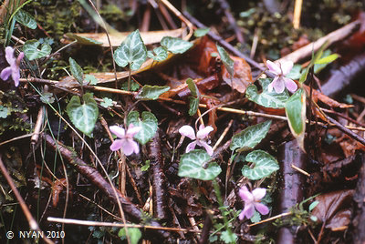 Viola tokubuchiana