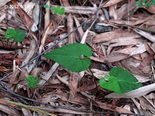 Viola tokubuchiana f. concolor