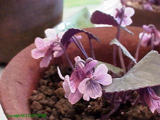 Viola variegata var. nipponica