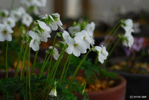 Viola chaerophylloides var. sieboldiana [white flower]