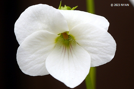 Viola chaerophylloides var. sieboldiana [white flower]