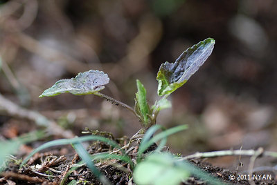 Viola yezoensis var. asoana