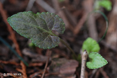 Viola yezoensis var. asoana