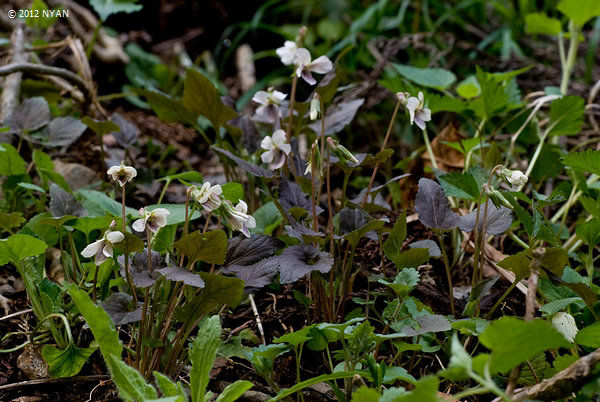 Viola yezoensis f. discolor