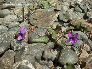 Viola inconspicua ssp. nagasakiensis
