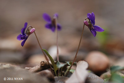 Viola inconspicua ssp. nagasakiensis